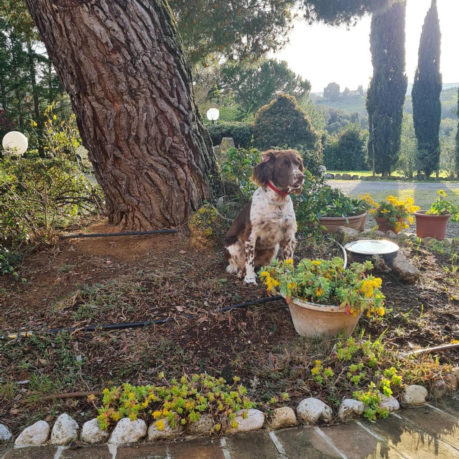 Bed and Breakfast Antico Borgo Il Cardino San Gimignano Exterior foto